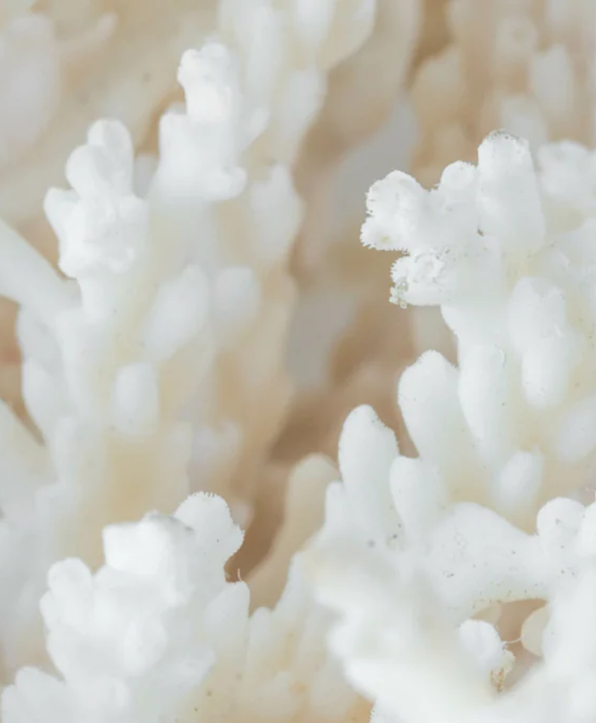 Laird Superfood products including plant-based creamers and adaptogenic blends 