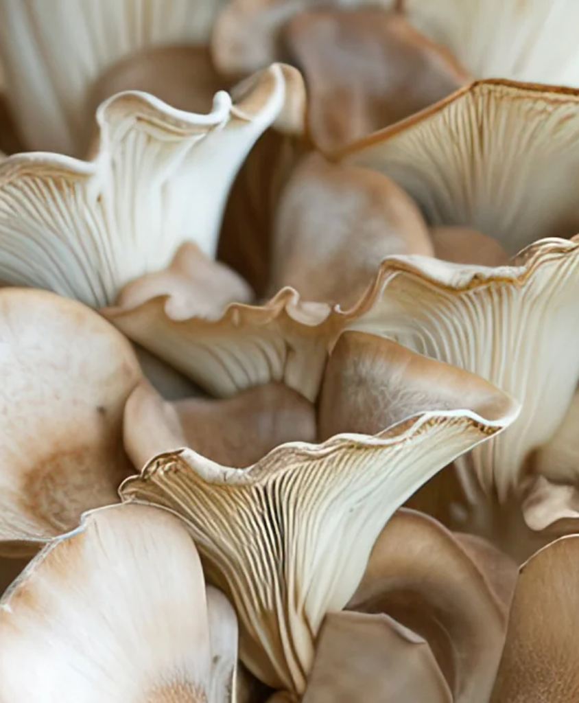 Laird Superfood products including plant-based creamers and adaptogenic blends 